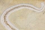 Jurassic Pleurosaur From Solnhofen Limestone - Museum Quality #113304-5